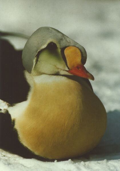  [King Eider] 