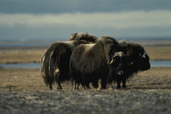  [Muskox] 