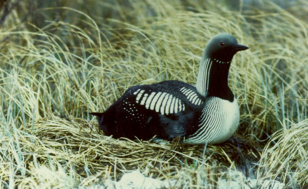  [Pacific Loon] 