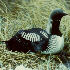  [Pacific Loon thumbnail] 