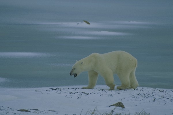  [Polar Bear] 