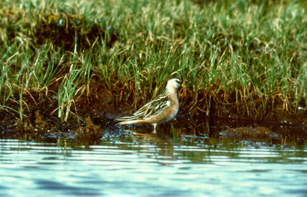  [Red Phalarope] 