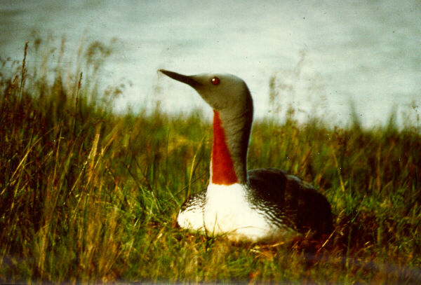  [Red-throated Loon] 