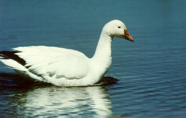  [Snow Goose] 