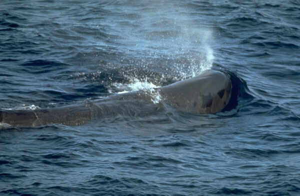  [Sperm Whale] 