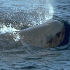  [Sperm Whale thumbnail] 