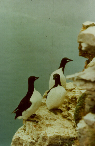  [Thick-billed Murre] 