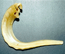 Shofar