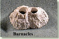 Barnacles