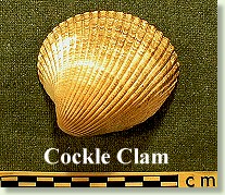 Littleneck Clam