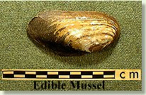 Edible Mussel