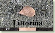 Littorina