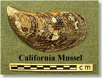 California Mussel