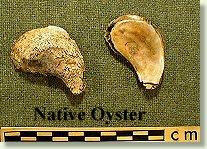 Native Oyster