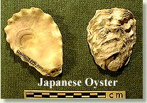 Japanese Oyster