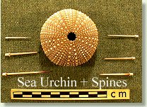 Sea Urchin