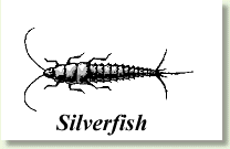 Silverfish