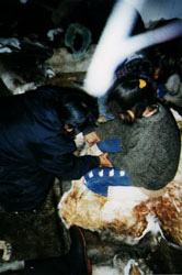 Scraping Caribou Hide