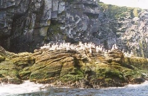 Gannets on Baccalieu Island