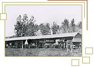 A Horse shelter of Bonnyville, 1920