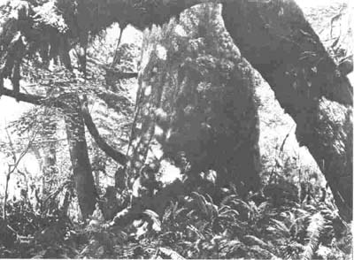 15 G. HORNE RUSSELL Canadian 1861-1933 Mammoth Spruce Tree, Stanley Park 1887 Photograph of a painted photograph, 8 x 10 in. (20.3 x 25.4 cm) NOTMAN PHOTOGRAPHIC ARCHIVES, MCCORD MUSEUM, MCGILL UNIVERSITY, MONTREAL Photo: Notman Photographic Archives, McCord Museum, McGill University, Montreal - 15 G. HORNE RUSSELL Canada 1861-1933 Connifre sequoia, parc Stanley 1887 Photographie d'une photographie peinte, 8 x 10 po (20,3 x 25,4 cm) MUSE MCCORD (ARCHIVES PHOTOGRAPHIQUES NOTMAN) UNIVERSIT MCGILL, MONTRAL Photo: Archives photographiques Notman, Muse McCord, universit McGill, Montral