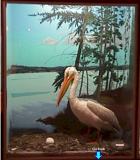 pelican.jpg (73326 bytes)