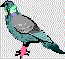 [Picture of a Pigeon]