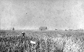 Sam Cawley Jr. standing in field of oats on Abe Willis farm at the corner of Prest and McGuire Roads, 1895. P1359.