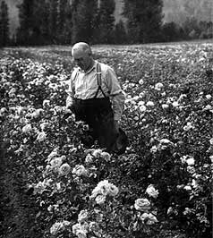 Local businessman Henry M. Eddie, stands in his field of roses, Sardis, B.C. Chilliwack Progress photo.