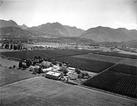 Aerial view of the B.C. Golding Hop Yards, John I. Haas Hop Company, Sardis, B.C. ca. 1950s. Haas Collection.