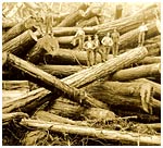 Group of men standing on pile of massive fir trees from the Chilliwack River Valley ready for yarding, Vedder Logging Company, ca. 1935. 1996 5 4.