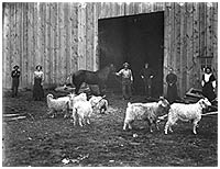 George Israel Thornton holding horse, surrounded by family members and several angora goats, ca. 1890s. P3684.