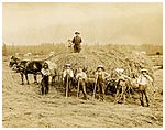 Harvesting oats on the Mercer farm, Rosedale. P1313.