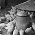 Chicks on the Isbister farm. 1997.11
