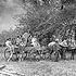 Hop pickers in horse drawn wagons. P1366