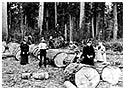 Members of the Richard Brett family clearing trees near Little Mountain. P697.