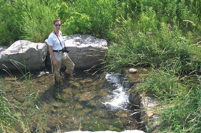 Rouge river restoration projects