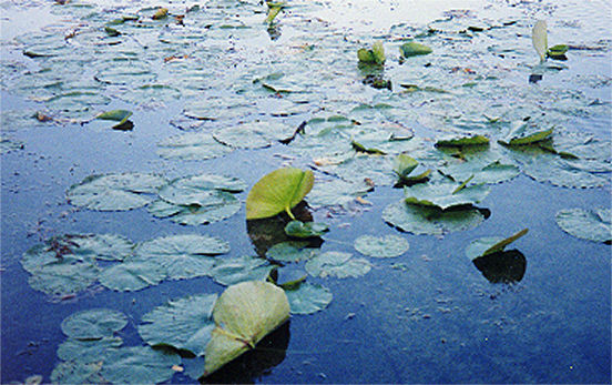 Water lilies along the shore