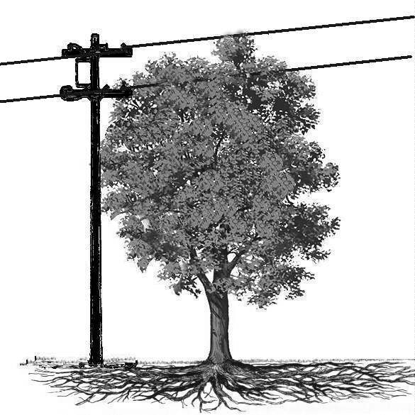 Overhead wires in conflict with tree crown