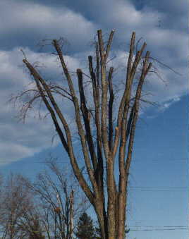 Topped tree