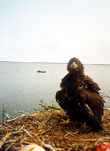 Baby Eagle