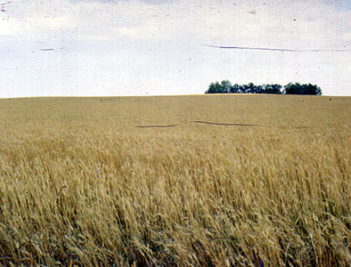 Wheat Field