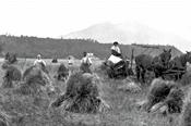 Baling hay at St. Eugene’s Mission, 1910's, BCARS (NA-41813)