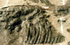 Ichthyosaur Ribs