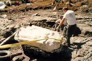 Plastering the fossil to protect it when it's flipped over.