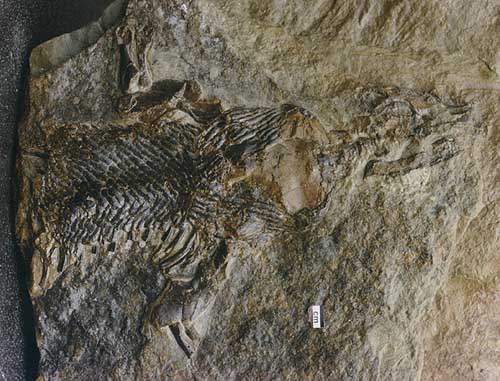 Hylonomus lyelli fossil
