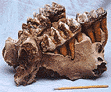 Mastodon Teeth