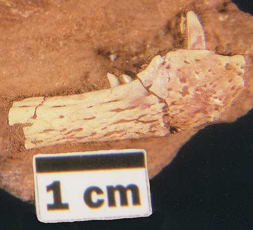 Trithelodont Jaw