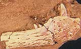 Trithelodont Jaw