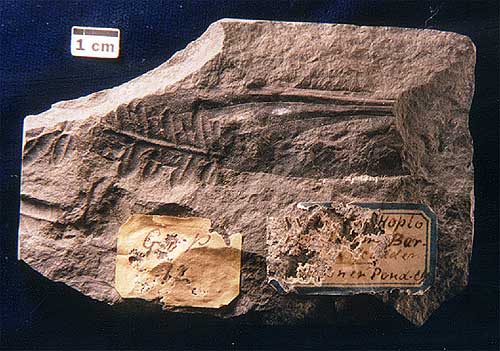 Specimen 867G1.1